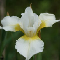Iris sibirica Snowcrest