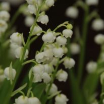 Convallaria majalis - Lily of the Valley. Woottens Plant Nursery