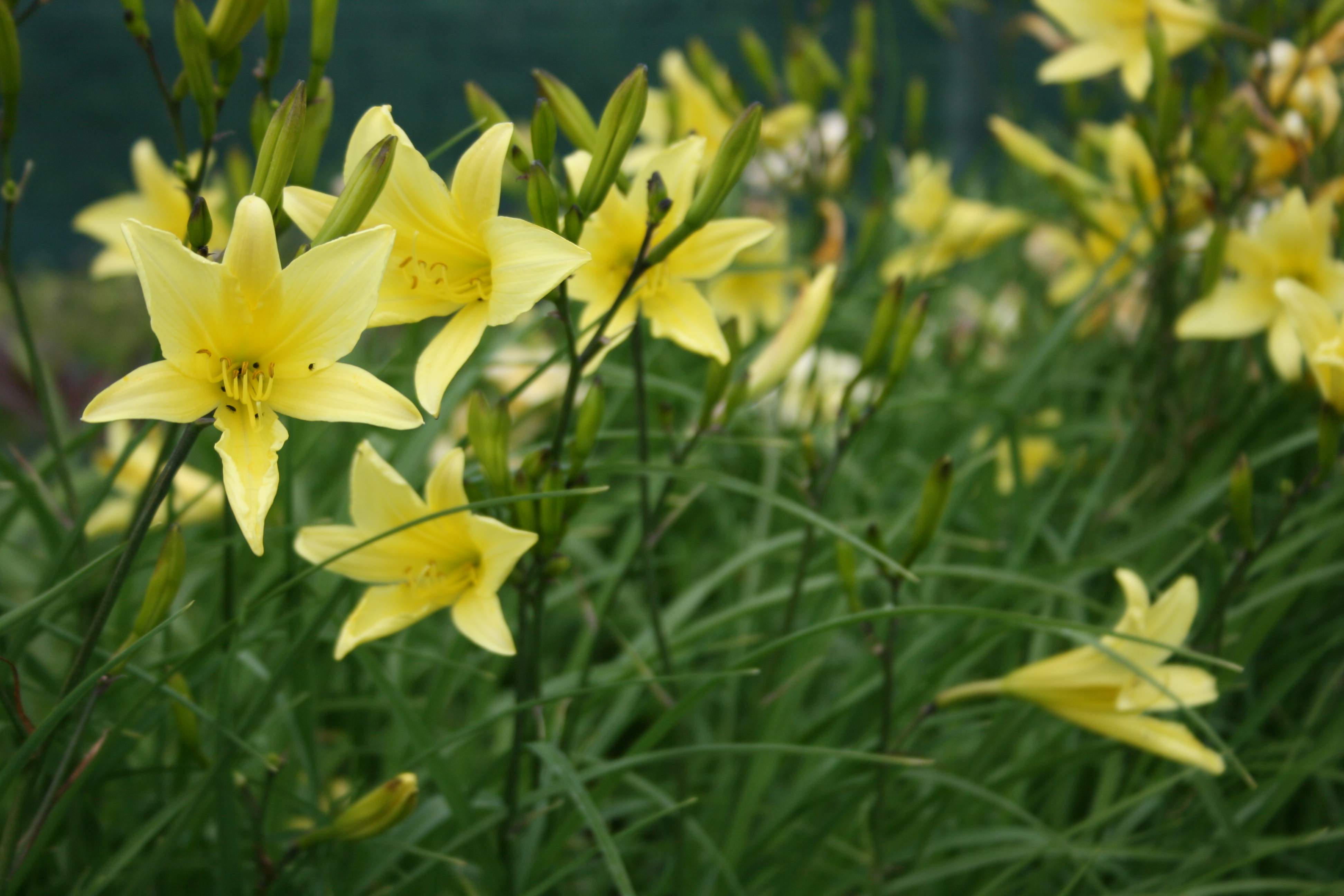 SPECIAL OFFER Scented Plants Hemerocallis Hyperion photo