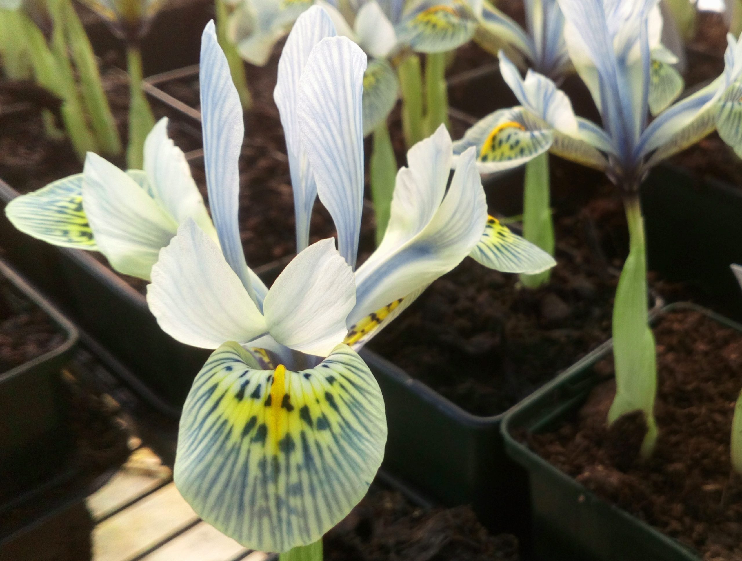 SPECIAL OFFER Iris reticulata Collection photo