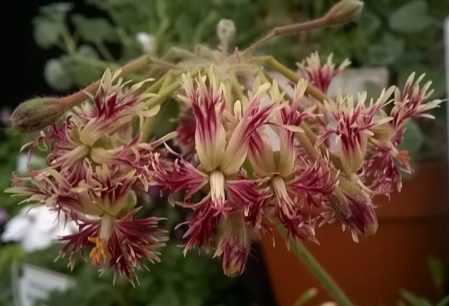 PELARGONIUM caffrum. Species Pelargonium - Woottens Plant Nursery