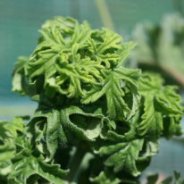 PELARGONIUM graveolens bontrosai. Species Pelargonium Woottens