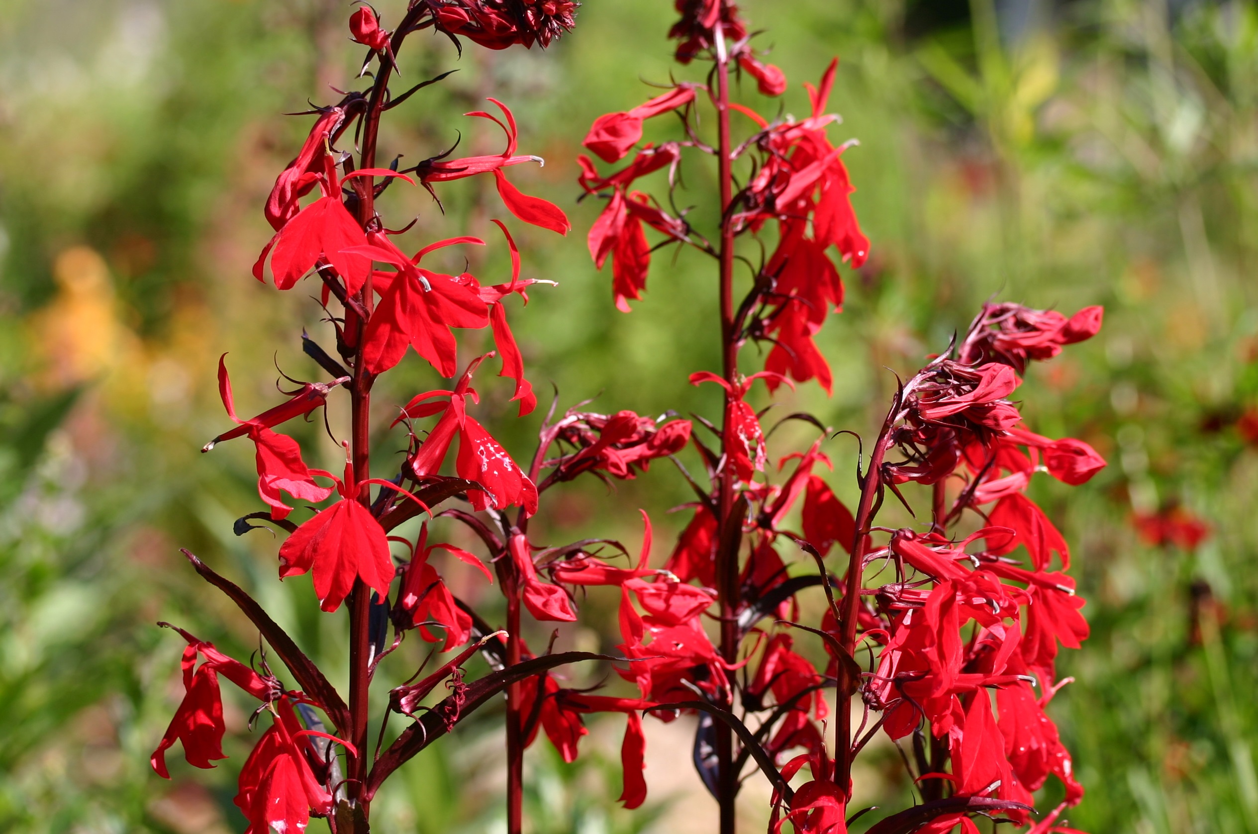 LOBELIA cardinalis Queen Victoria - Woottens Plants