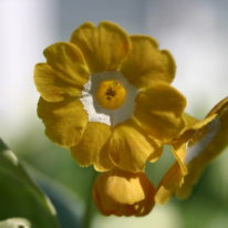 PRIMULA auricula Chorister Woottens Plant Nursery