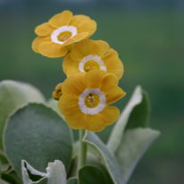 PRIMULA auricula Gleam Woottens Plant Nursery Auricula specialists