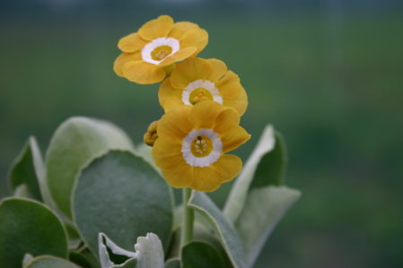 PRIMULA auricula Gleam Woottens Plant Nursery Auricula specialists