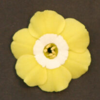 PRIMULA auricula Coventry Street Woottens Plants
