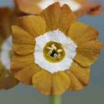 Primula auricula H Old Gold
