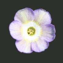 Primula auricula Amore Drointon Image