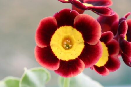 Primula auricula Amicable Woottens Plant Nursery