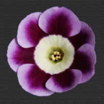 PRIMULA auricula Divint Dunch Woottens Plant Nursery