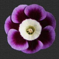 PRIMULA auricula Langley Park Woottens Plant Nursery. Auricula specialists