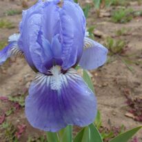 Iris Austrian Sky Woottens Plants