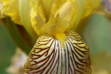 Iris Mexicana