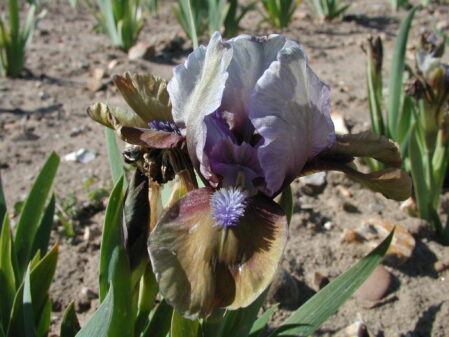 Iris Hocus Pocus