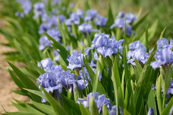 Irises - Woottens Plants