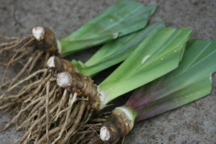 Bare-root Iris rhizomes