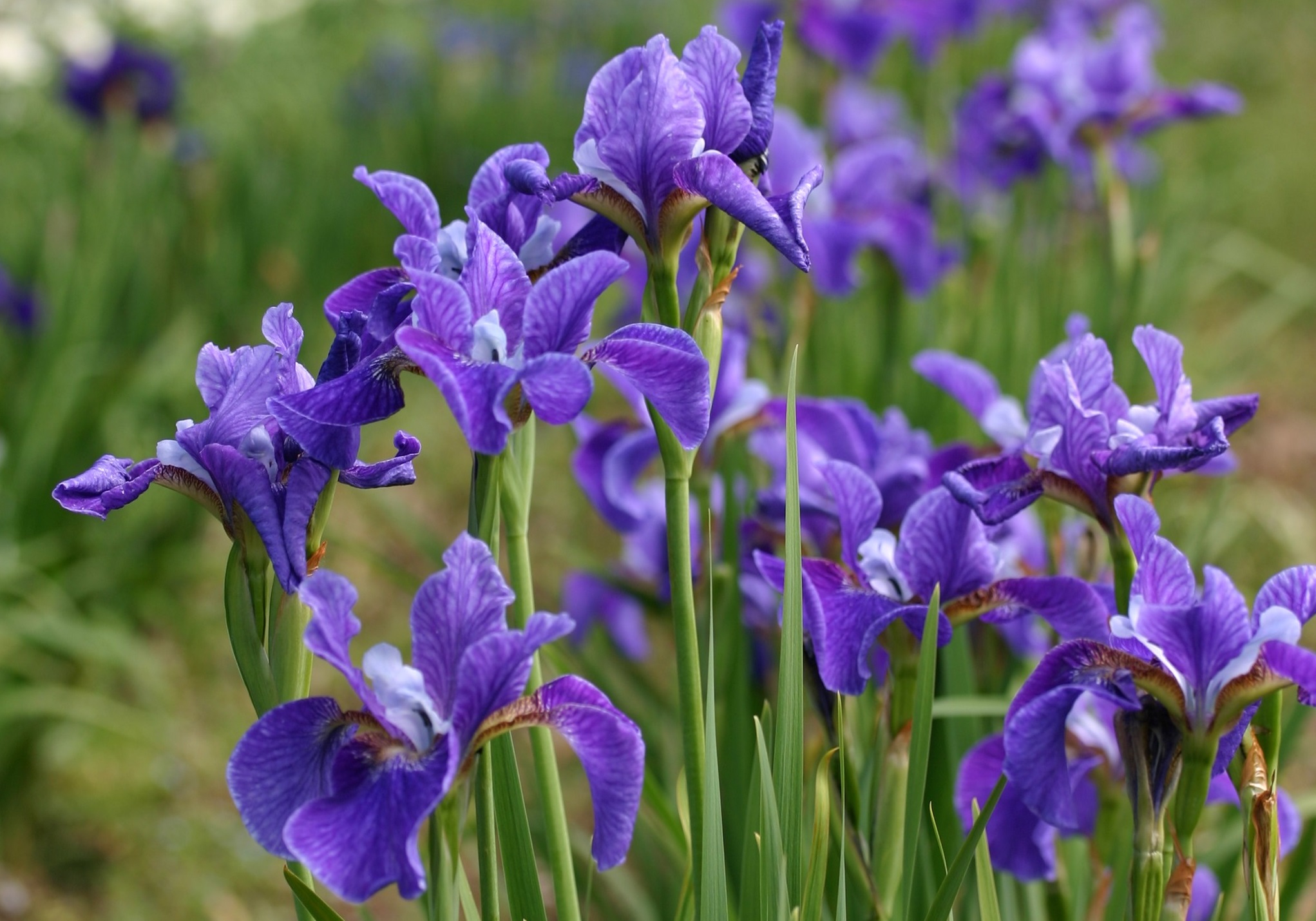 How to Plant and Grow Iris
